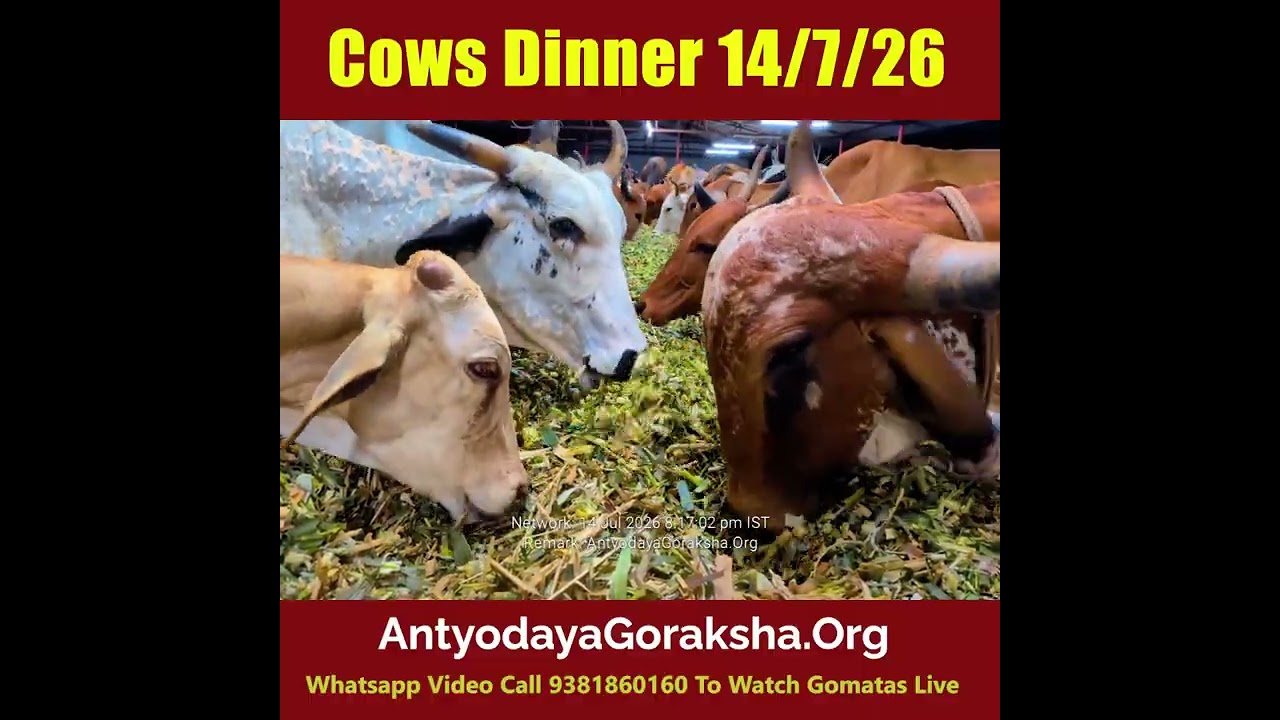 [14 Jul 2026] Chaffed Greens Dinner for Cows