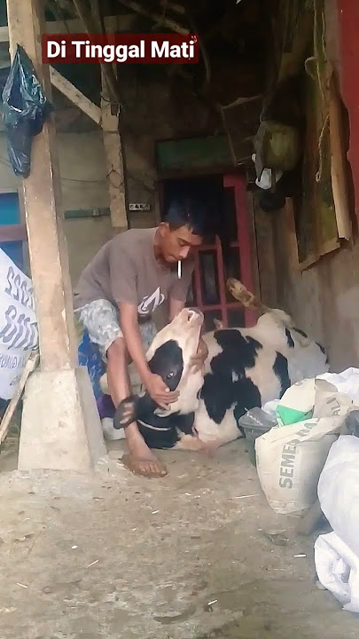 Sedih #shorts #short #latolato #sapi #setiafarm #wariso