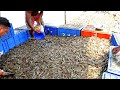 Enhancing economics in shrimp farming  vannamei prawnshrimp harvesting in ponds