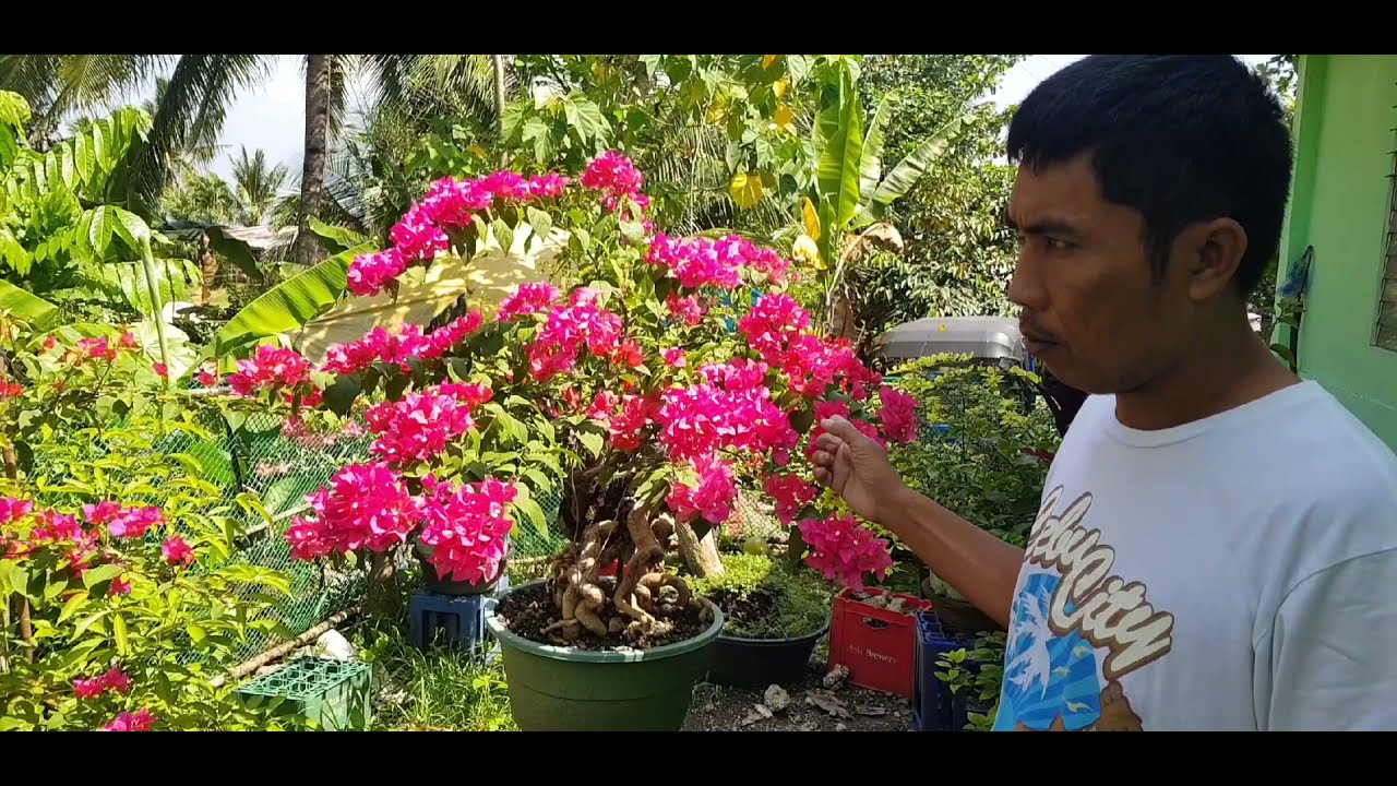 pano!!! ang mabilis na pagbulaklak ng bougainvillea bonsai. YouTube