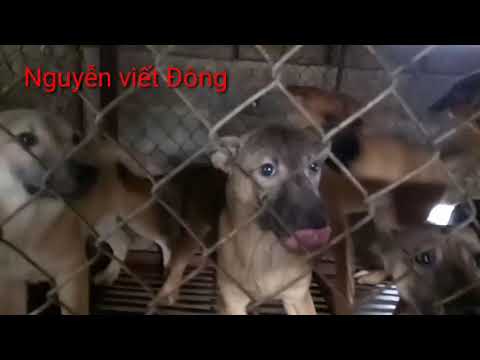 @nuôi chó cũng cần rất nhiều kinh nghiệm