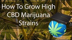 Growing CBD Dominant CANNABIS STRAINS Overview