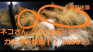 200513  ネコさん　巨大毛玉　※閲覧注意