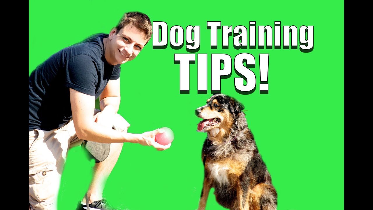 Seven Fun Tricks To Teach Your Dog Heksenwiel - dog whisperer roblox roblox free robux inspect