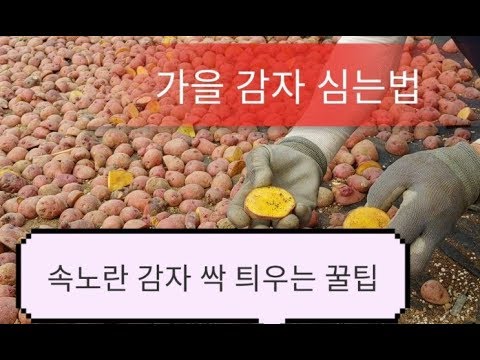 가을 감자 싹틔우기,가을 감자 재배법,가을감자 심는 시기,# potato cultivation method#씨감자 자르는법#감자 눈자르기#홍감자,속노란 감자