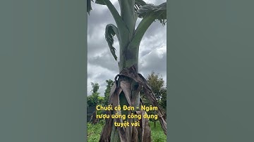 Chuối chân voi (chuối cô đơn)