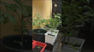 Check out Agro Farm Racun Pokok Organik / Fungicide For Plant