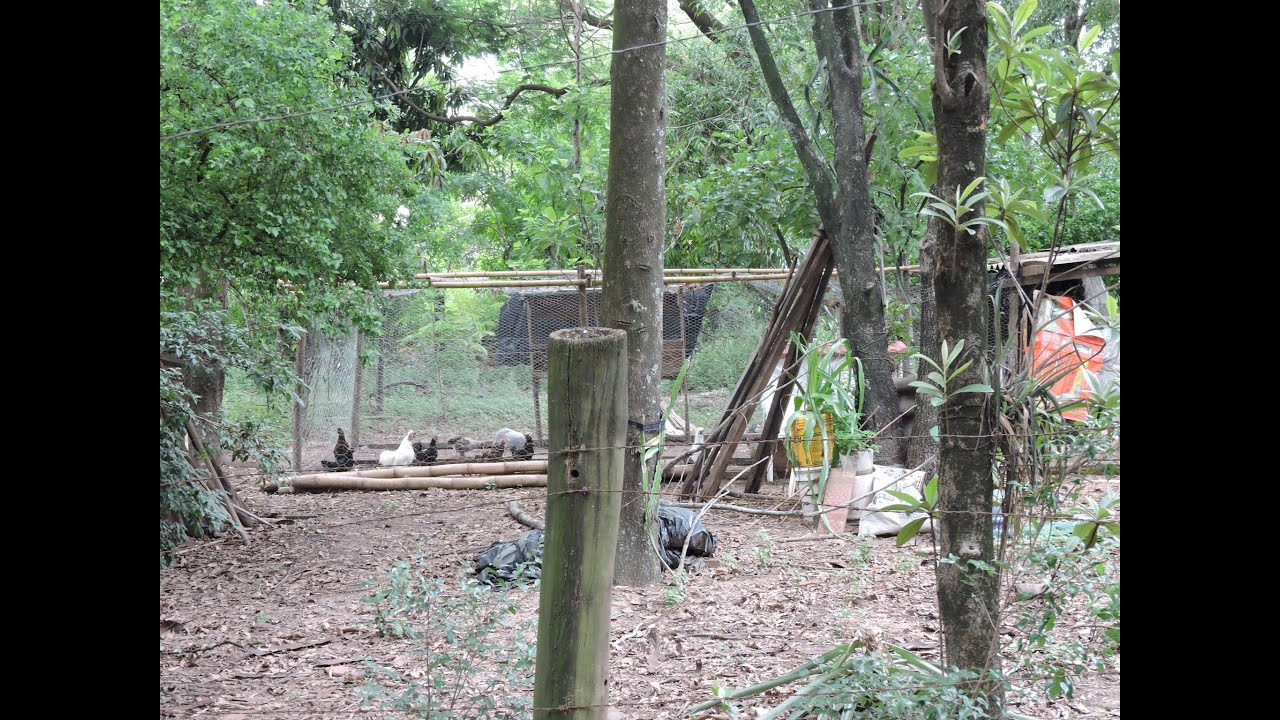 "MORADORES DO BAIRRO SANTA TEREZINHA CONSTROEM GALINHEIROS E QUIOSQUES EM ÁREA VERDE MUNICIPAL" !!!