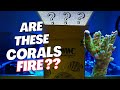 Reef tank update  world wide corals shipment