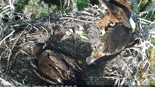 2017/02/09  Mom pushed the eaglet it falls down- balance is ok