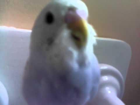 budgie band wiki Honey loves toilet paper