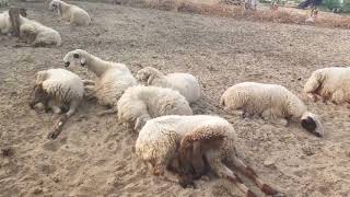 Ice Cream Cones Shaun The Sheep Season 4 Full Episode