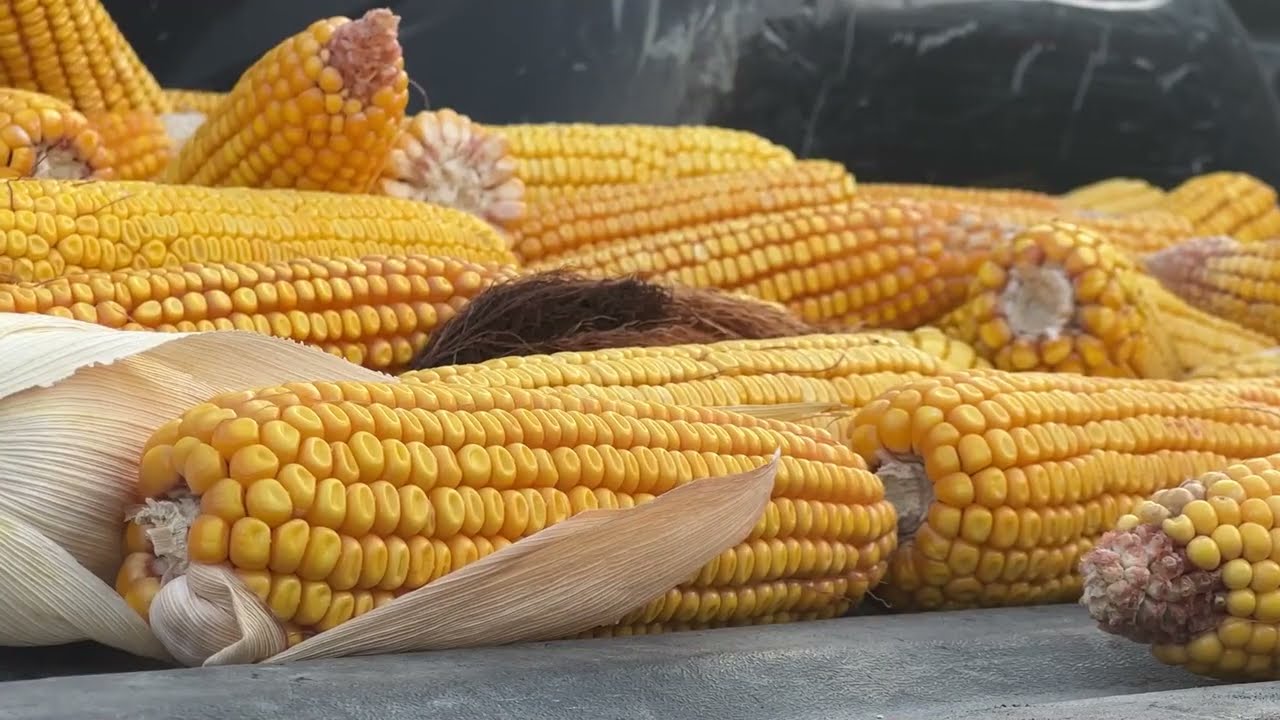 Crop Tour Day 3 Western leg: Nebraska City, Neb., to Spencer, Iowa