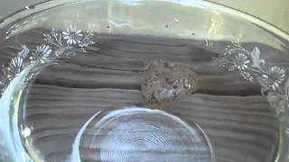 Pumice Floating in Water Lets Talk About Pumice A Floating Igneous Rock