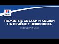 Вебинар на тему: “Пожилые собаки и кошки на приеме у нефролога”. Лектор - Надежда Крутицкая.