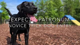 “Patronus” Expecto Patronum AKC Novice Trick Dog Entry by Animal Insight 162 views 3 years ago 3 minutes, 19 seconds