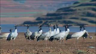 Download Lagu Tibetan Documentary-The Heaven-blessed Culture of Khampa Ep1 MP3