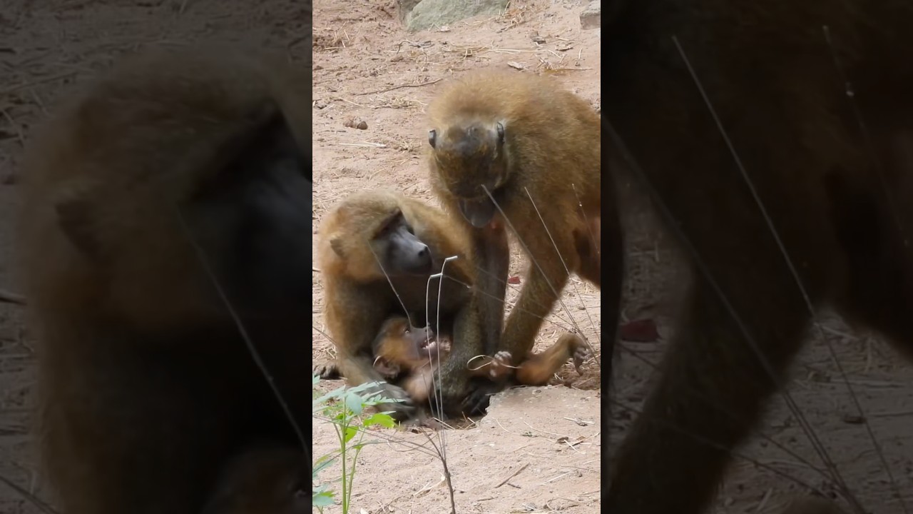 Great Action Between Monkeys