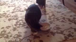 Cat loves porridge. Толстый кошик Бонита ест овсянку Cat loves porridge. Толстый кошик Бонита ест овсянку
