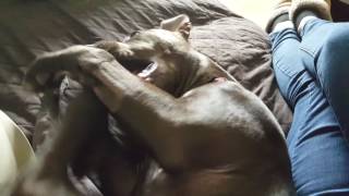 Why Does My Dog Lick Or Chew His Feet