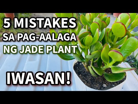 Video: Mga Tagubilin sa Pangangalaga ng Halaman ng Jade: Paano Pangalagaan ang Halamang Jade