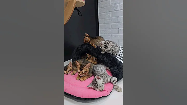 Video 3798731: bengal abyssinian, bengal cattery kitten