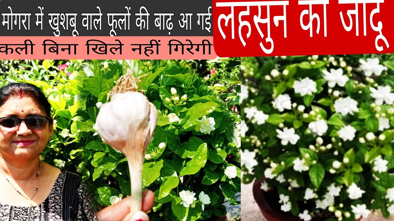 मोगरा(Jasmine) मैं बंपर खुशबू वाले फूलों के लिए एक बार लहसुन को इस तरीके इस्तेमाल करें! Fertilizer