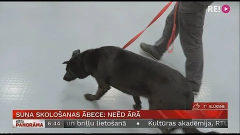 Suņa skološanas ābece: neēd ārā