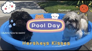 Dogs Swim in Pool for the First Time | Vlog #6 Hershey's Kisses