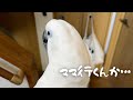 【モニタリング】ママとサヨナラ?人間みたいな感情表現が可愛すぎる