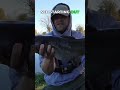 Channel Catfish Chaos & Carp Sightings!
