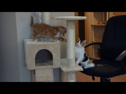 kittens-learn-to-play-together-on-new-cat-tower