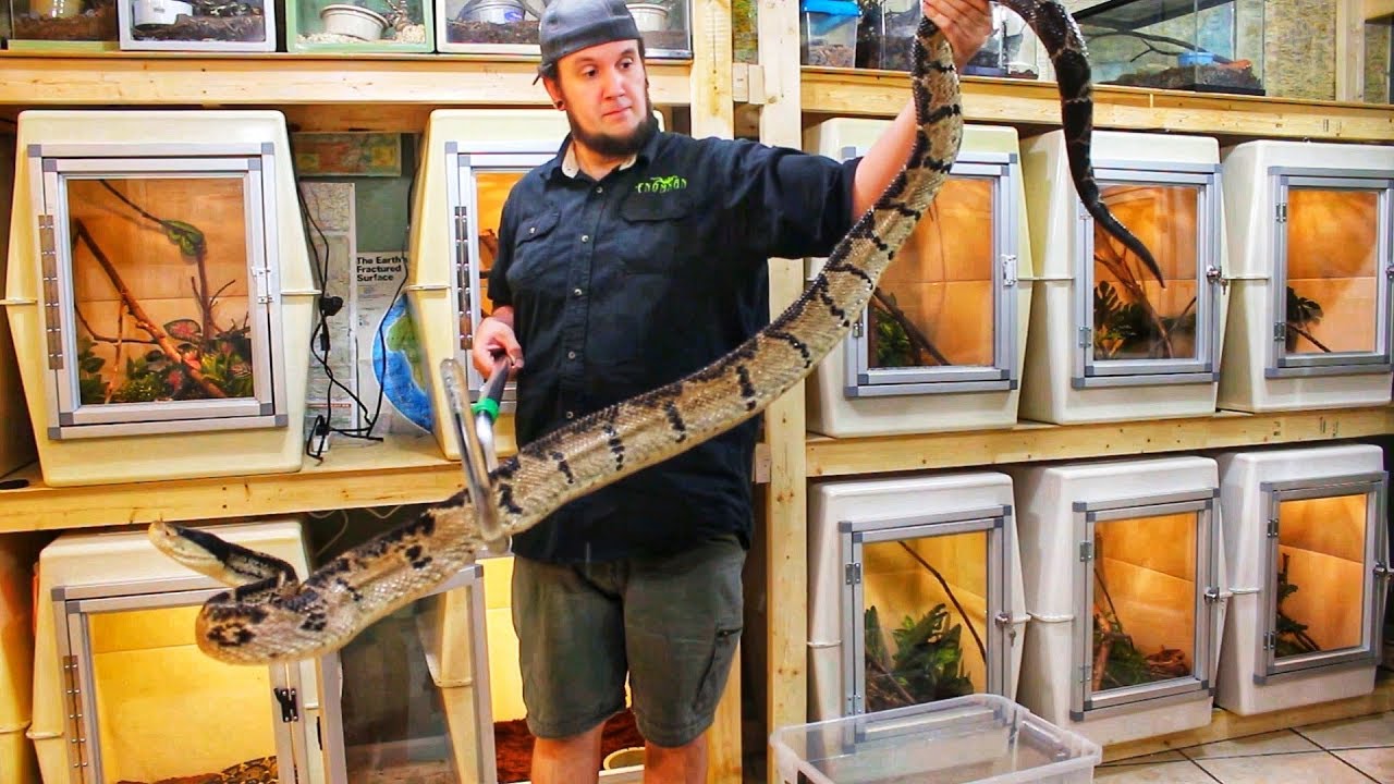 UNBOXING THE BIGGEST VIPER IN THE WORLD Venomous Snake Unboxing UNBOXING THE BIGGEST VIPER IN THE WORLD Venomous Snake Unboxing