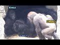 D&#39;jeeco was so disturbed by Ringo that he couldn&#39;t sleep😆🤣💦|D&#39;jeeco Family|Gorilla|Taipei zoo