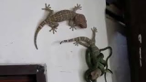 This lizard saves its friend from deadly snake in a stunning way.