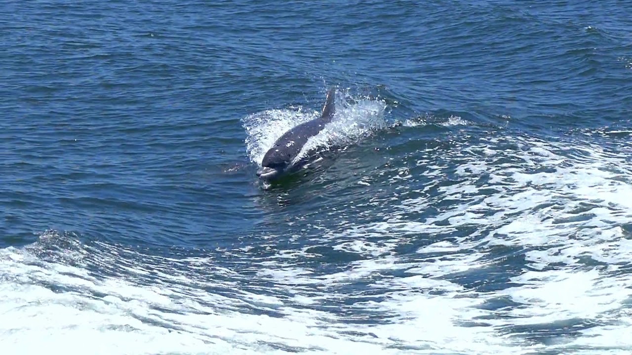 Abilități uimitoare ale delfinilor | hybridstudio.ro