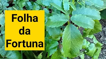 Como fazer uma muda da planta da fortuna?