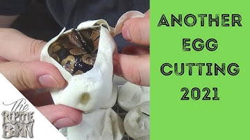 Trying To Prove Out A Possible Dinker | Ball Python Breeding Projects