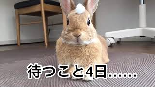 #105 ウサの為に乾燥ニンジン作ったら美味しそうに食べたぜ！