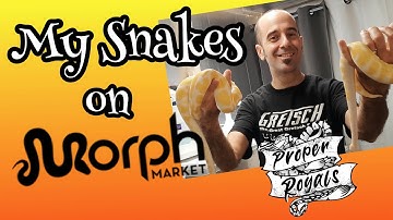 My Ball Pythons on MorphMarket
