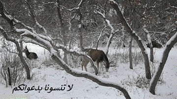 سورة الفلق كاملة برواية حفص عن عاصم بصوت القارئ الشيخ فارس عباد