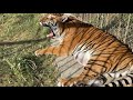 Суматранские тигры Акбар, Троль и Барон  ДЕРЖАТСЯ ВМЕСТЕ !