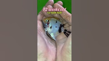 Quá trình phát triển của Cá  Thần Tiên như thế nào ? Nhớ xem hết clip #traicabetta #bettasales