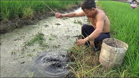 Cắm câu cá lóc bằng mồi cá sống dính cá cả ký lô | Catch fish in vietnam
