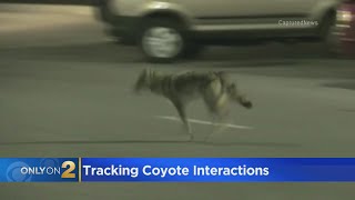 Lincoln Park tops list in coyote sightings