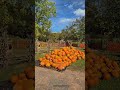Pelham Pumpkins