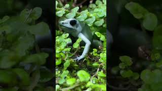 HOW TO FEED THE WORLD&#39;S MOST POISONOUS FROGS!  #animals #frog