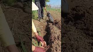 #automobile #foodproduction #amazingmachinery #machinerychannel #agriculture #farm #foodindustry