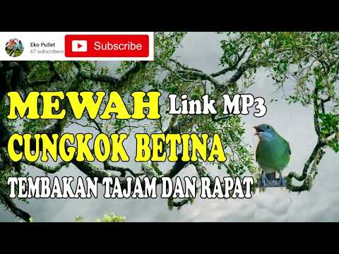CUNGKOK BETINA TAJAM \u0026 RAPAT || JEDA SUARA AIR