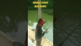 Double Strike ikan Bawal #mancingborongan #strike #mancingbawal  #depok @Umpansisa